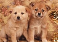 不知道小狗喂什么？试试幼犬奶糕