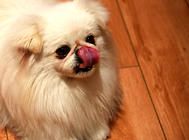 幼犬粮喂食要注意什么？