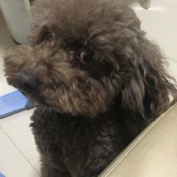 福建宠物护理中专，专业宠物护理培训