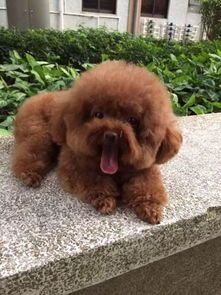 幼犬奶糕哪个好