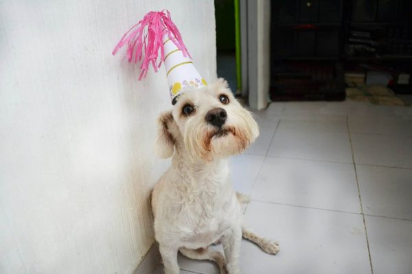 long-haired dog wearing pink party hat