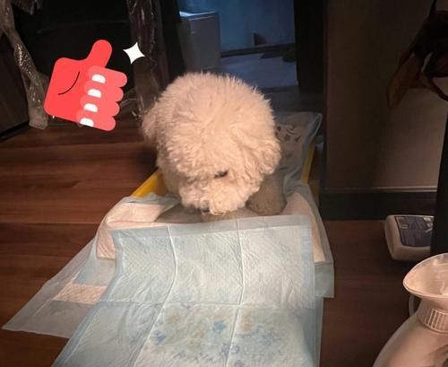 创造难忘的狗狗生日纪念（为你的宠物庆祝生日，让它们感受到特别的爱与关怀）