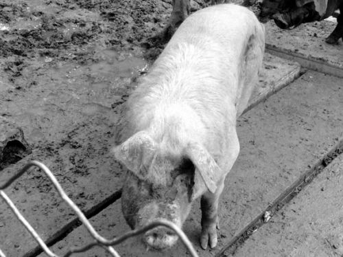 沈阳:女子被宠物猴挠伤 被迫截肢保命