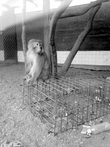 沈阳:女子被宠物猴挠伤 被迫截肢保命