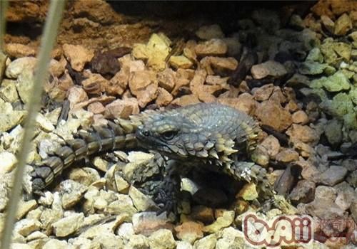 犰狳蜥的品种简介