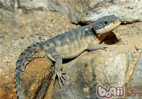 犰狳蜥的形态特征