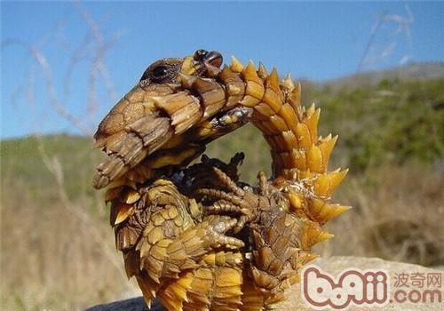 犰狳蜥的生活环境