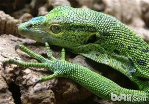 翡翠蜥的品种简介