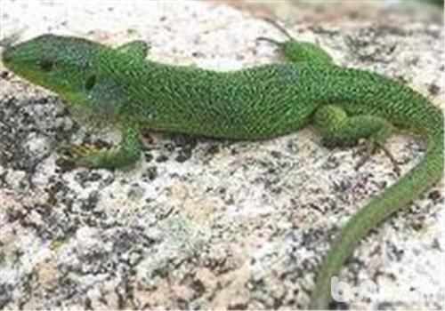 翡翠蜥的喂食要点