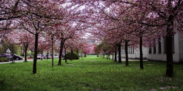 宠物蜥蜴在哪里买(宠物蜥蜴，你在哪里能买到？)