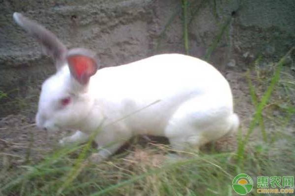 避开兔子饲养3大常见误区，教您正确饲养兔子方法-图片版权归惠农网所有