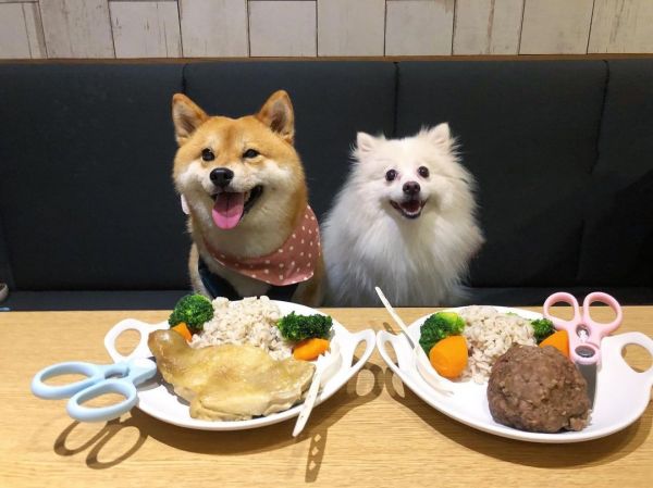 高雄寵物餐廳_Mao Mao Lee