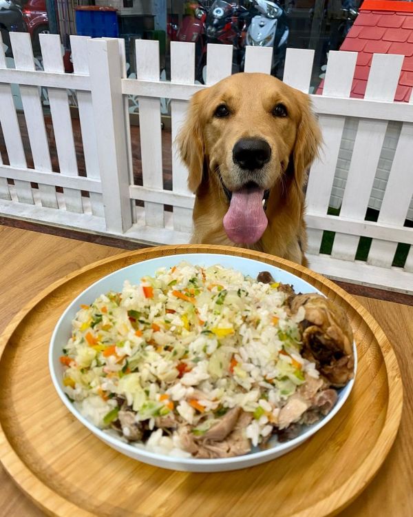 高雄寵物餐廳_Miss Pei Pei