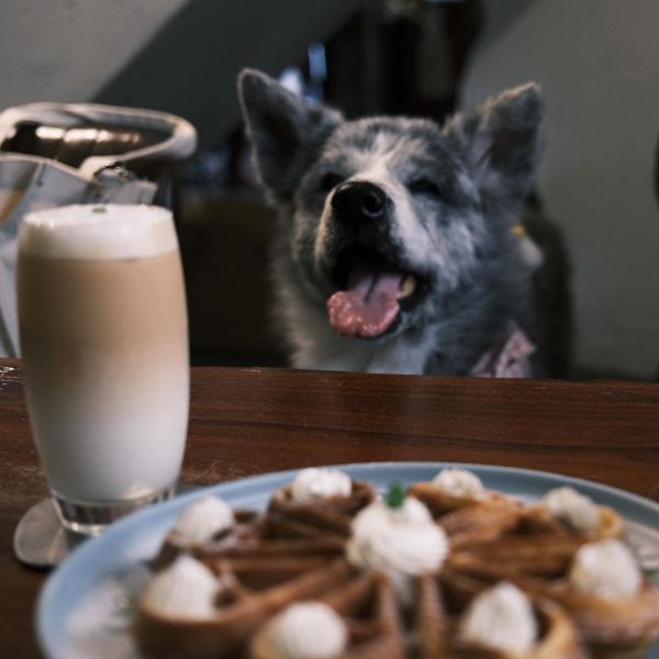 高雄寵物餐廳_亨寶咖啡