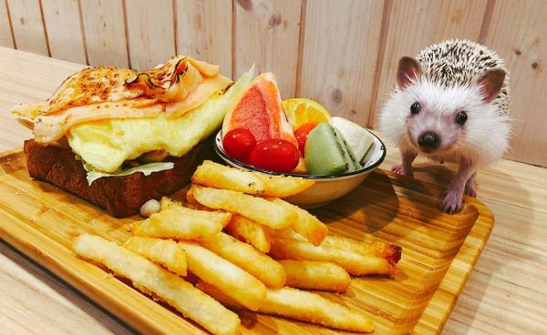 高雄寵物餐廳_Bon appétit 葩那貝蒂