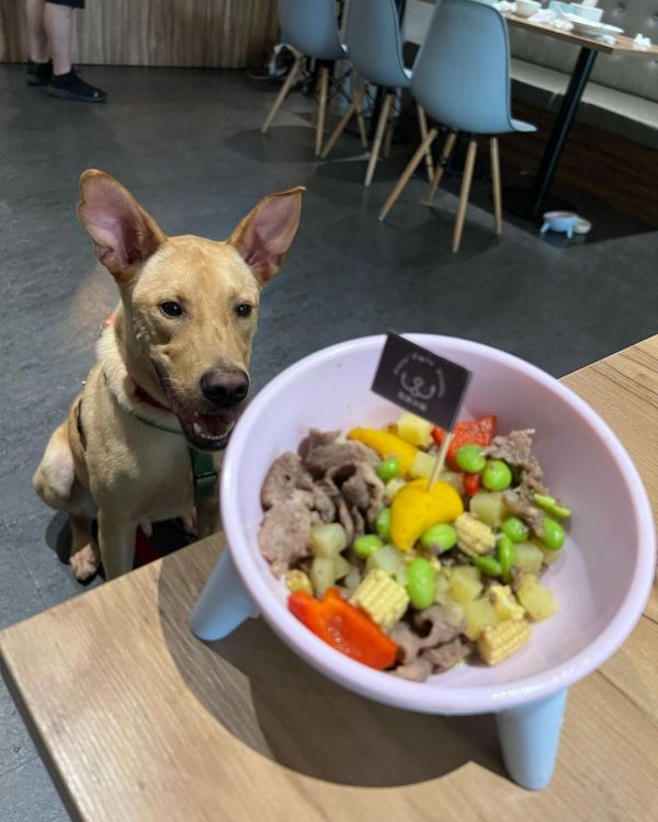 台北寵物餐廳_白菜小姐義式坊