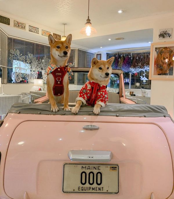 台北寵物餐廳_PS BUBU 金屋藏車食堂