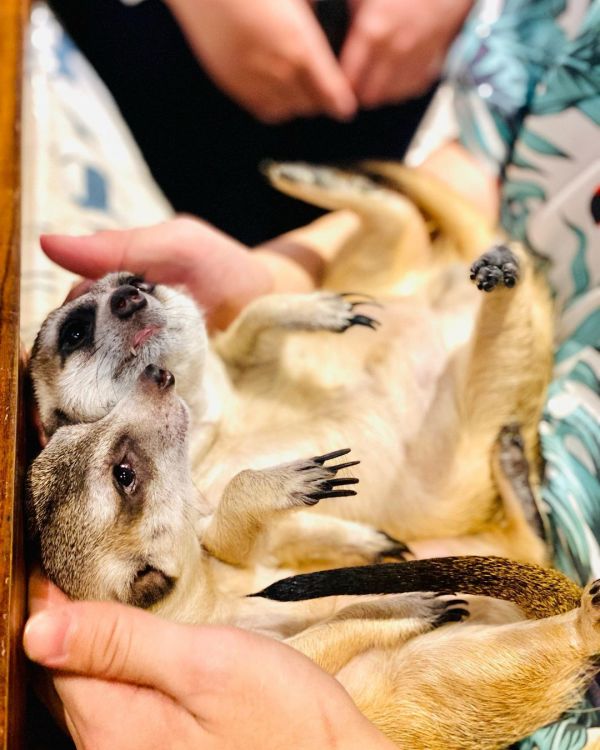 台北寵物餐廳_肉球森林