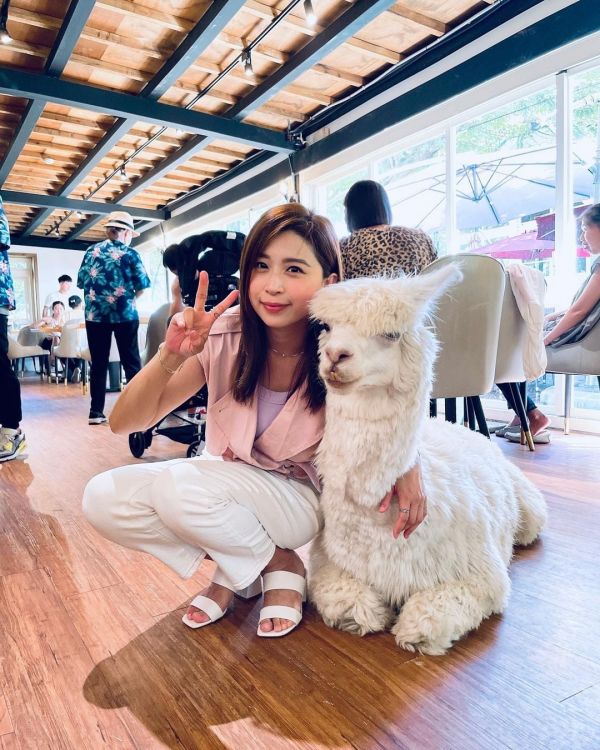 台北寵物餐廳_大衛小小羊