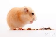 仓鼠日常饮食：这些食物让你的宠物仓鼠更健康