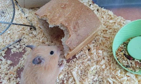 仓鼠健康饮食指南（多样化饮食有助于提高仓鼠健康水平）