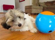 如何安排好狗狗进食