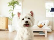 怎样安全地给狗狗换狗粮