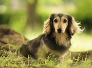 幼犬粮换成犬粮时的注意事项