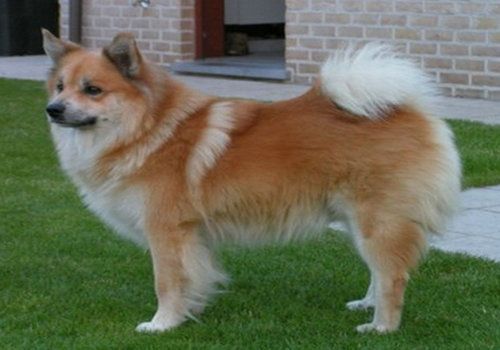 狗狗经常换狗粮的好坏分析