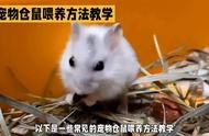仓鼠喂养技巧分享：让你的仓鼠生活更幸福！
