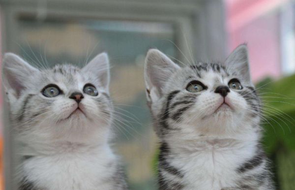 新手养猫“有必要”准备的东西和“没必要”准备的东西都有哪些？