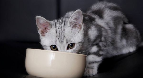 新手养猫“有必要”准备的东西和“没必要”准备的东西都有哪些？