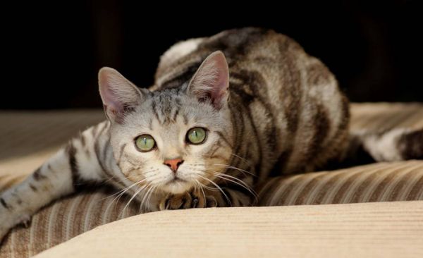 新手养猫“有必要”准备的东西和“没必要”准备的东西都有哪些？