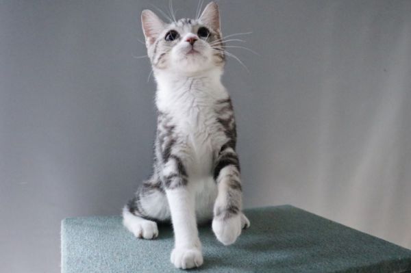 新手养猫“有必要”准备的东西和“没必要”准备的东西都有哪些？