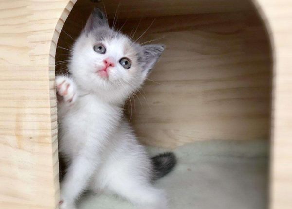 新手养猫“有必要”准备的东西和“没必要”准备的东西都有哪些？