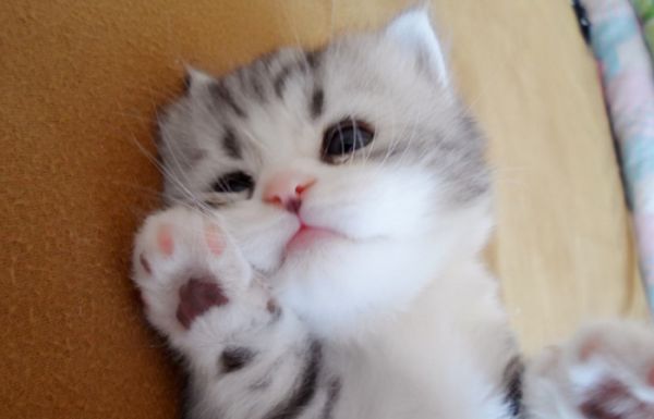 新手养猫“有必要”准备的东西和“没必要”准备的东西都有哪些？