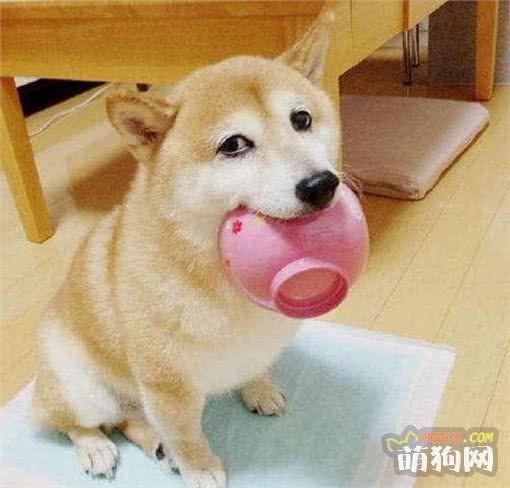 铲屎哒~今天给我来一沓狗罐头~