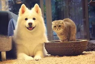 “宠物颜值大赛，晒出你的萌宠风采！”