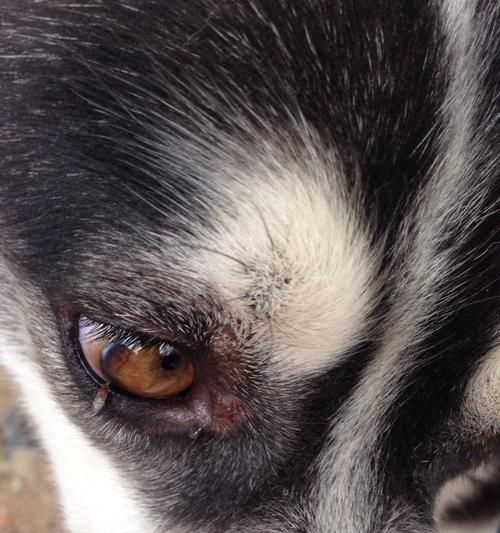 如何处理狗狗身上的螨虫？（隔离、剔除毛发和补充营养是关键）