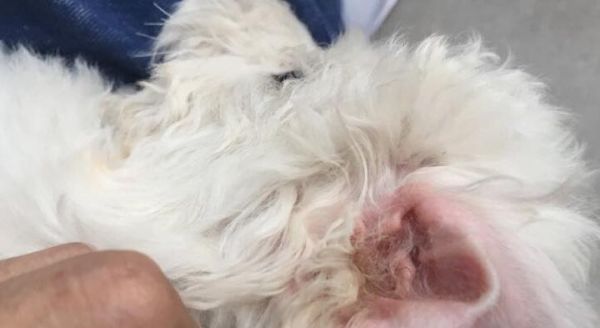 如何处理狗狗身上的螨虫？（隔离、剔除毛发和补充营养是关键）