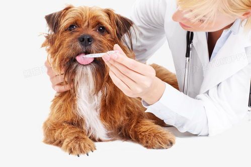 狗狗贫血，宠物医院建议：输血+营养补充