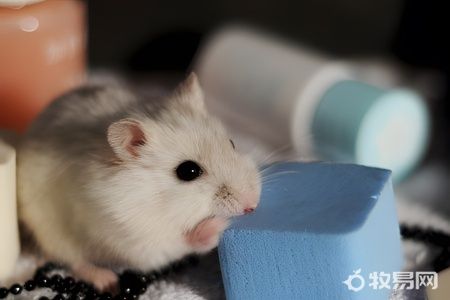 养仓鼠需要些什么