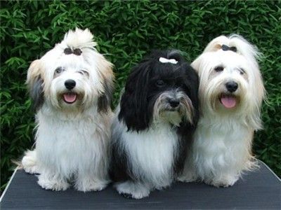 苏州流浪狗流浪猫救助领养收养收容中心基地站