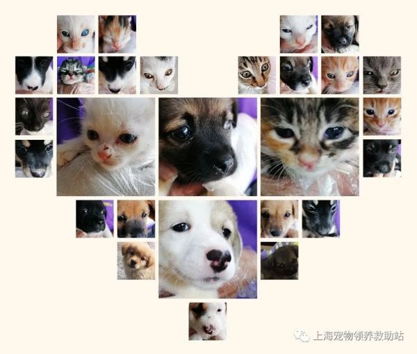上海宠物救助站救助大家捡到的流浪猫狗