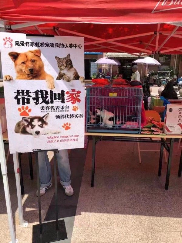 上海黄浦南京东路宠物领养电话