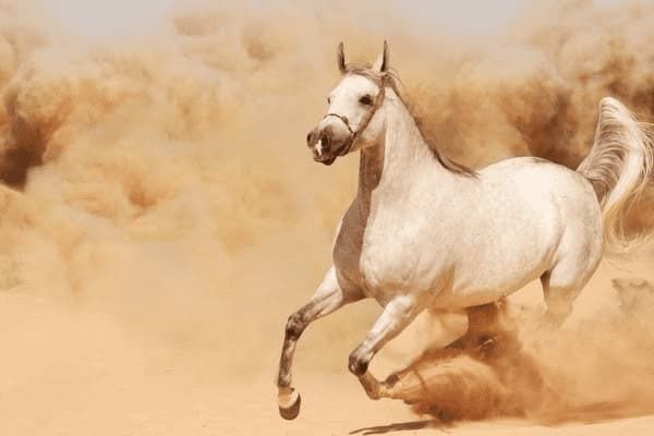 如何快速获得牧羊犬的能量，如何快速获得牧羊犬的能量呢