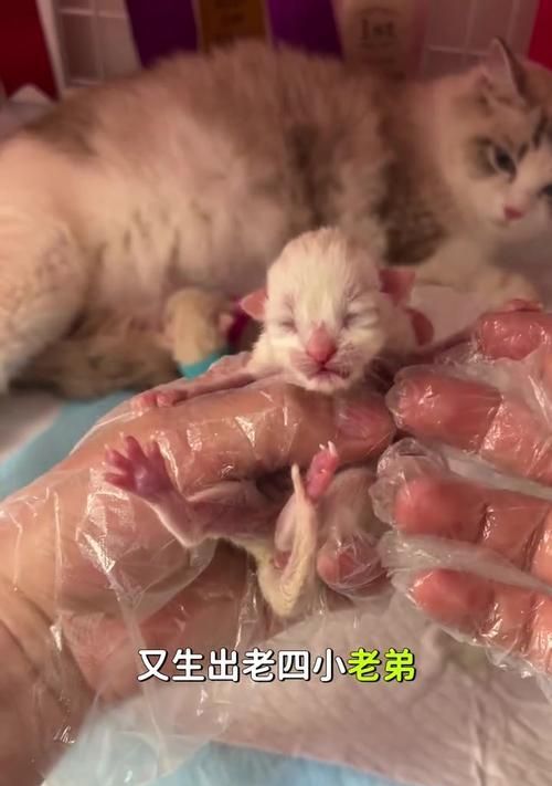 母猫产后奶水时间及注意事项（了解猫妈妈产后奶水的时间和细节，让宝宝健康成长）