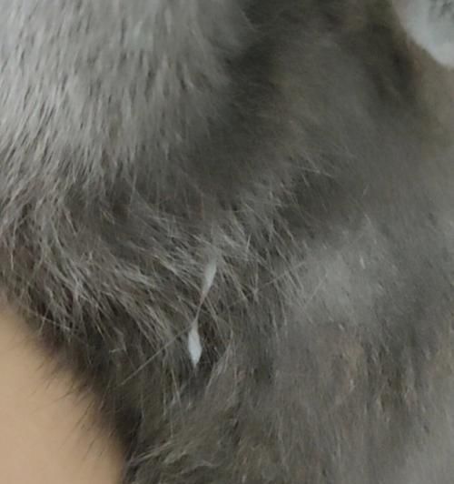 母猫产后奶水时间及注意事项（了解猫妈妈产后奶水的时间和细节，让宝宝健康成长）