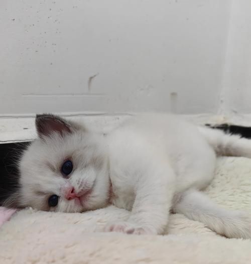 母猫产后奶水时间及注意事项（了解猫妈妈产后奶水的时间和细节，让宝宝健康成长）