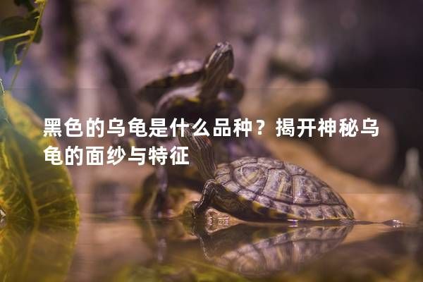 黑色的乌龟是什么品种?揭开神秘乌龟的面纱与特征